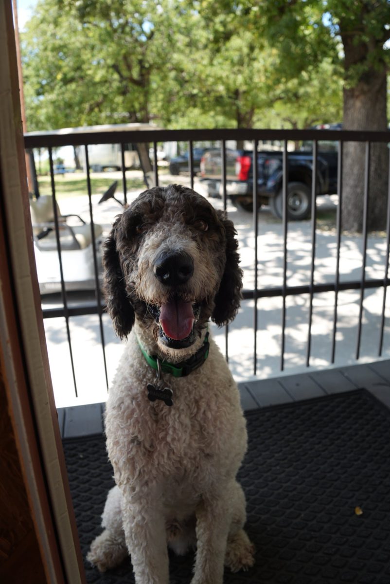 Ranger, the Sheepadoodle, in the park