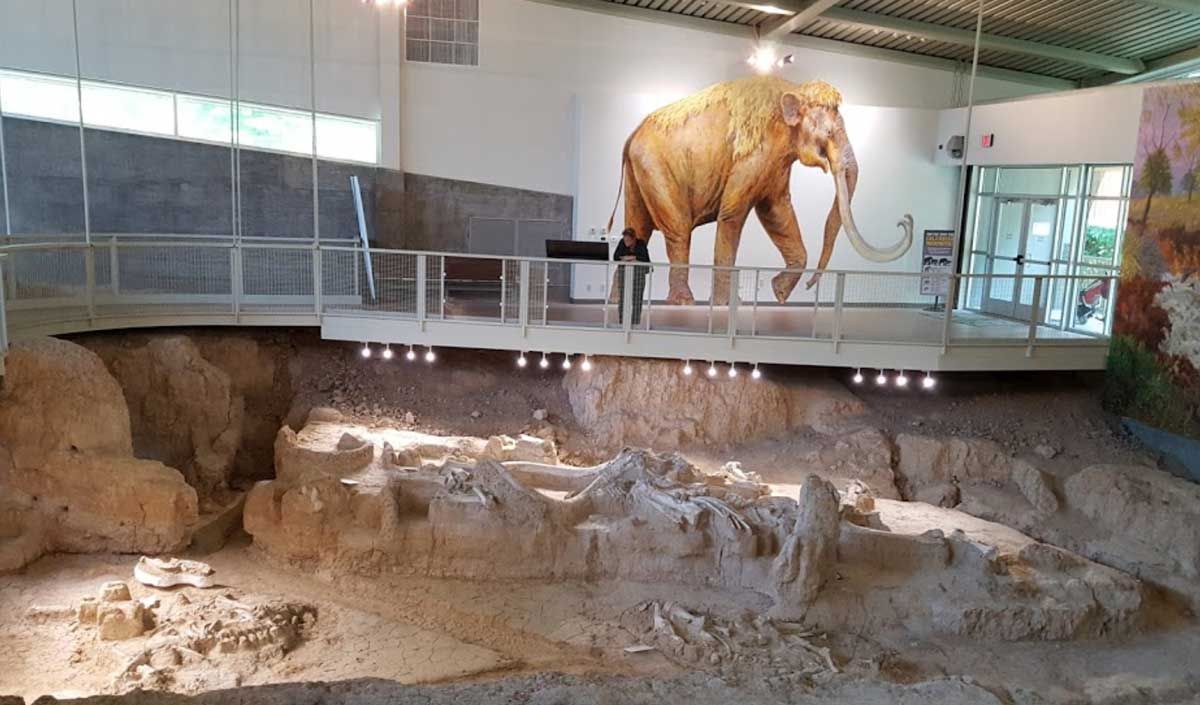 Mammoth fossils at the Waco Mammoth National Monument near Waco, Texas